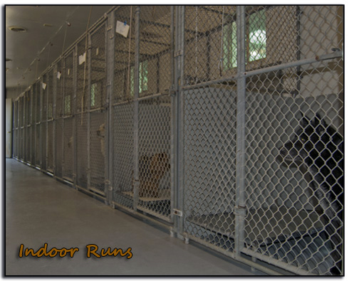 A Line of Metal Cages With Dogs Inside